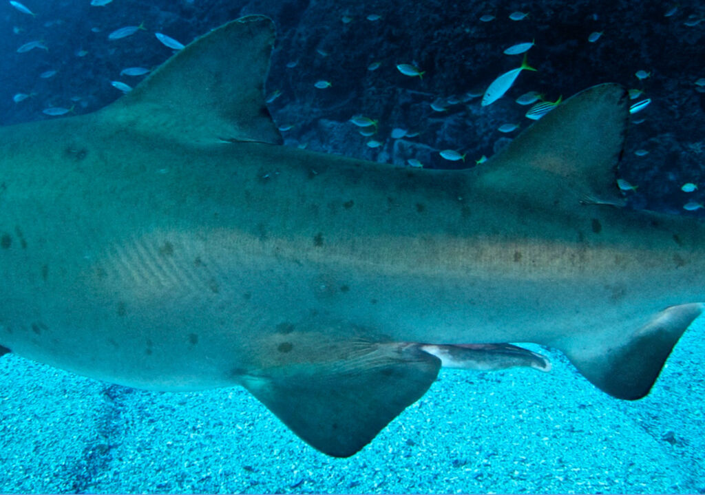 bf176003-3fef-4752-9b6c-fd0b3473abc2