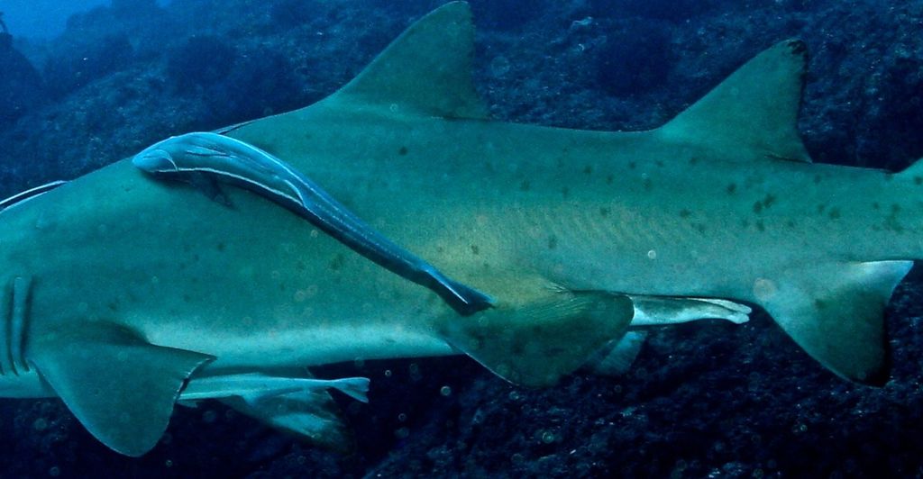 72cf8bbb-2cac-4fa4-a14d-103cd0feea38