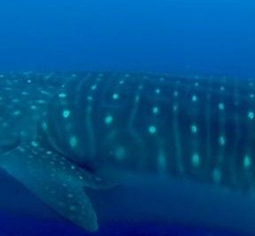 f22601f3-8091-4452-8a64-ff147ef46364