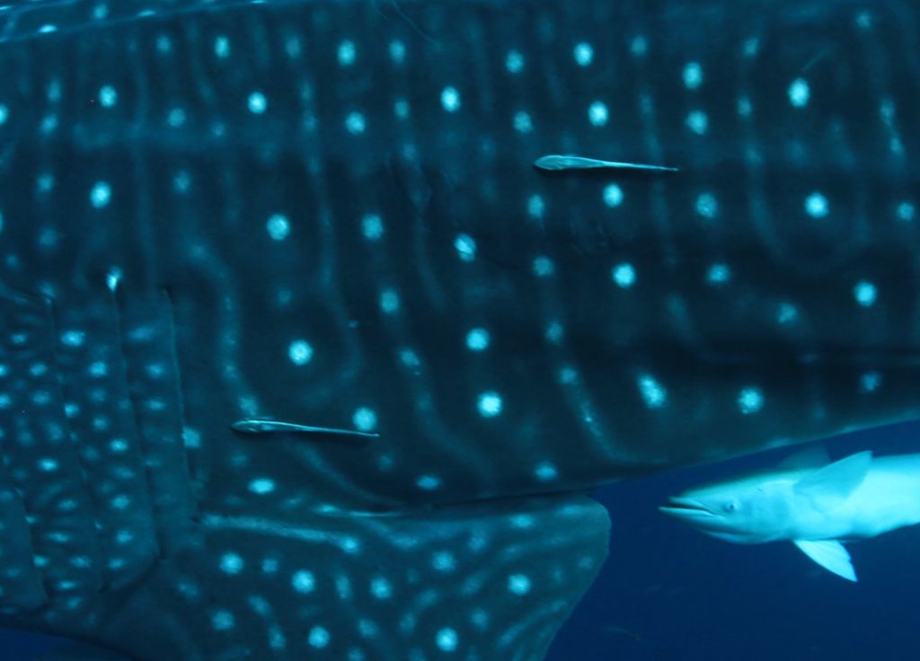 faeead5d-be80-4cec-a15a-543379e2967b