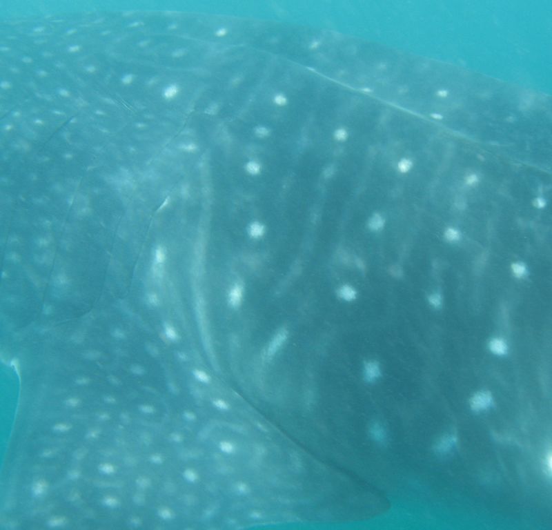 cef9aaf8-c7c4-45b1-9031-30b5ecd85f27