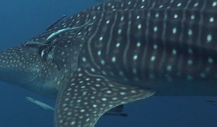 b0af999c-f132-4161-a51f-f4e92d0da533