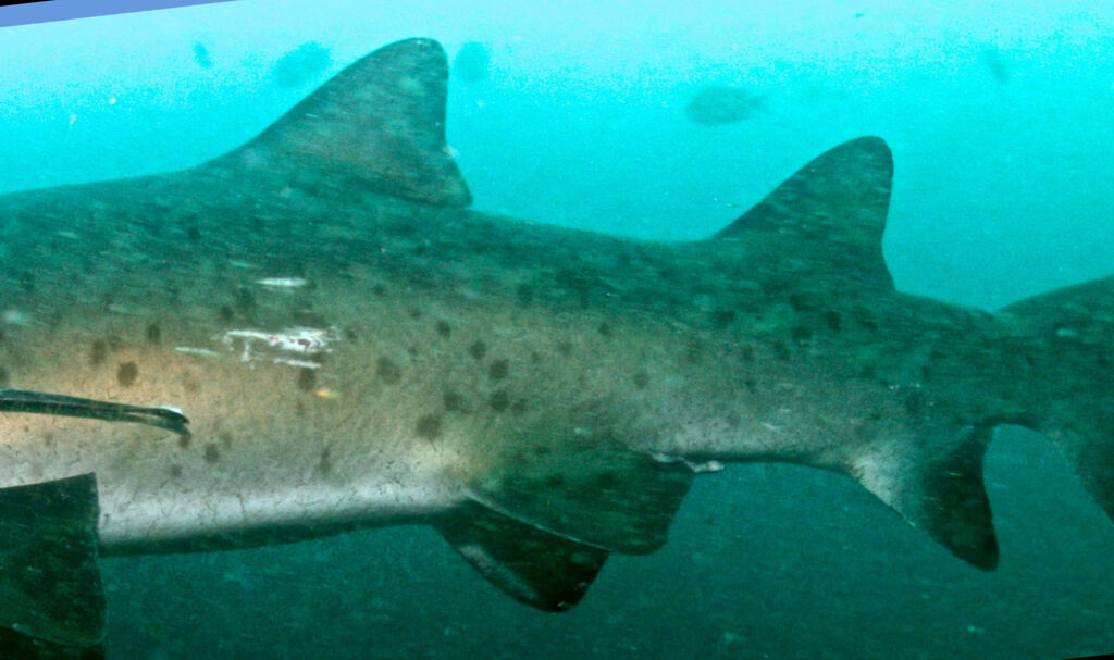 a71f890a-0067-443e-9731-40e356a0a7b0