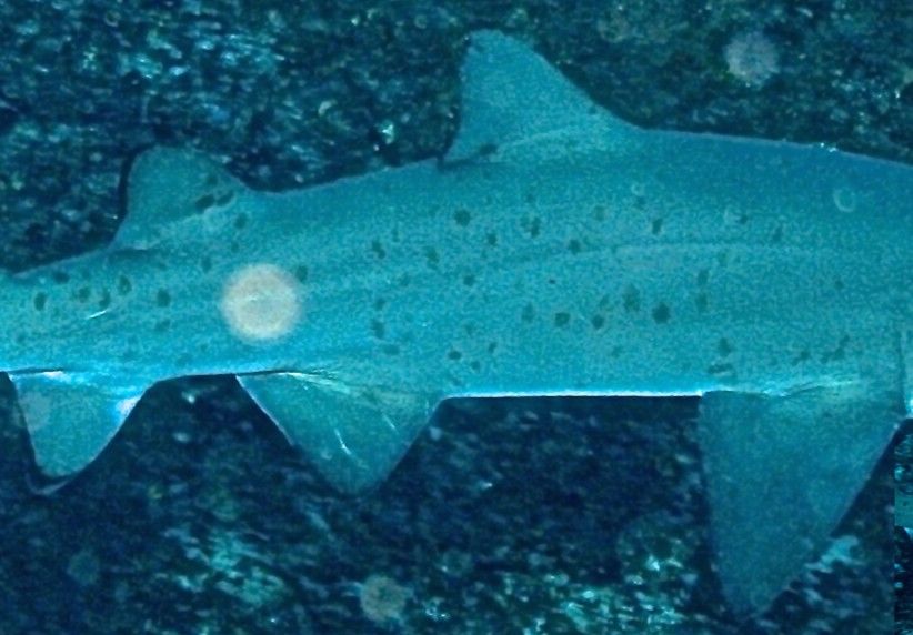 135106ea-0f6e-4006-85be-6235fab165db