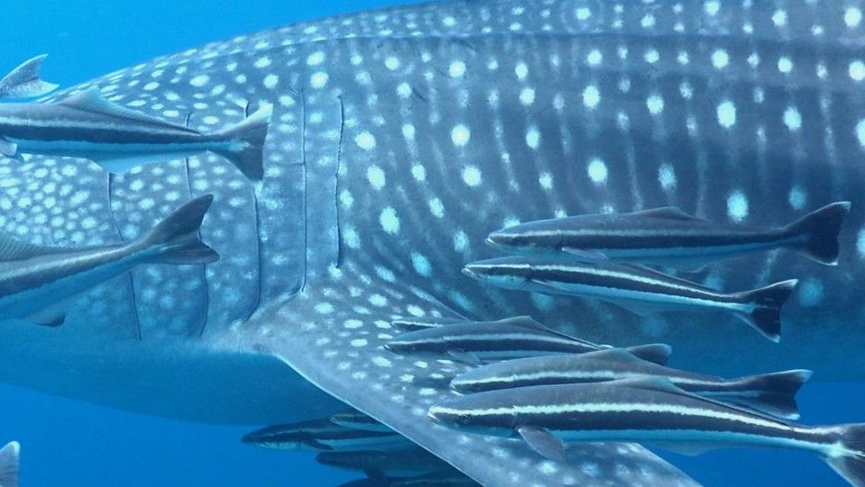 1068864d-bbc8-40bd-b023-3aaf3e9ba58d