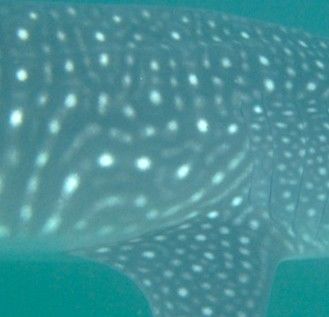 0cb76c92-4800-4c9e-b359-4288c8868e86