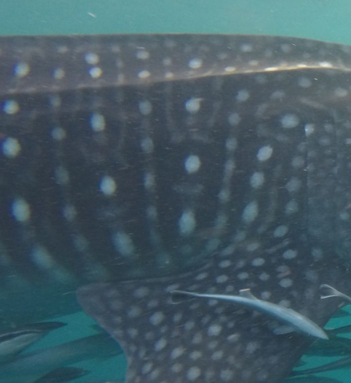 cc238dec-deea-45bb-b919-ed18ca6ee0e0