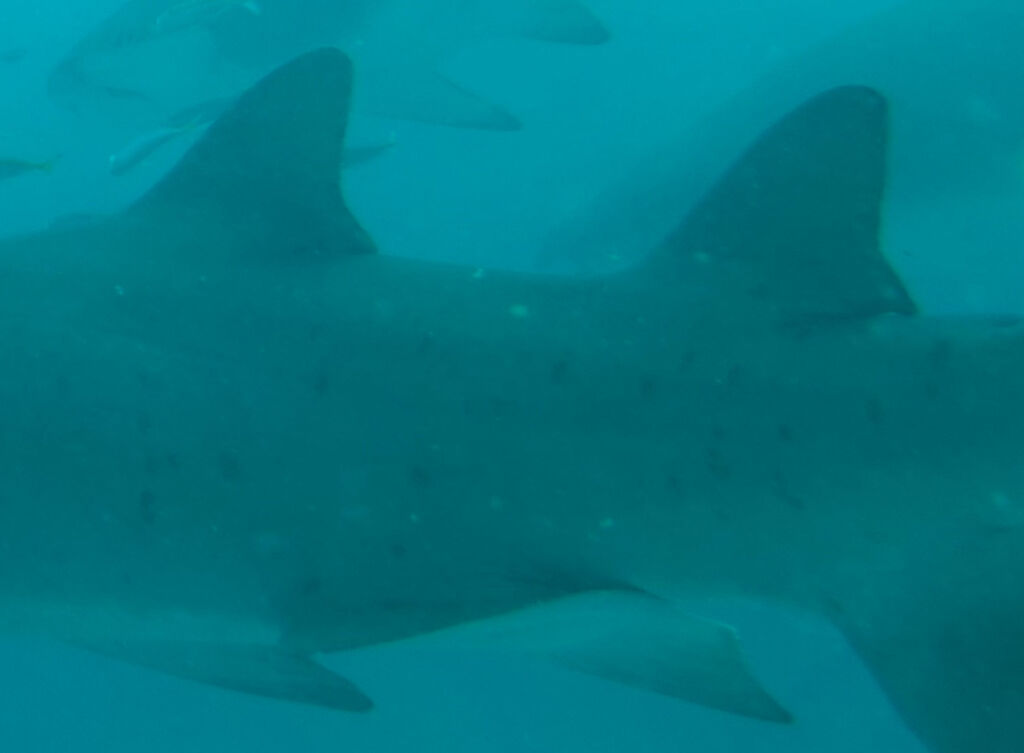 a2378b38-b1fe-43ea-aeb6-8f956e283446