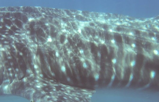 f3015d78-b0f5-4987-8ddf-ba0bbef28e63