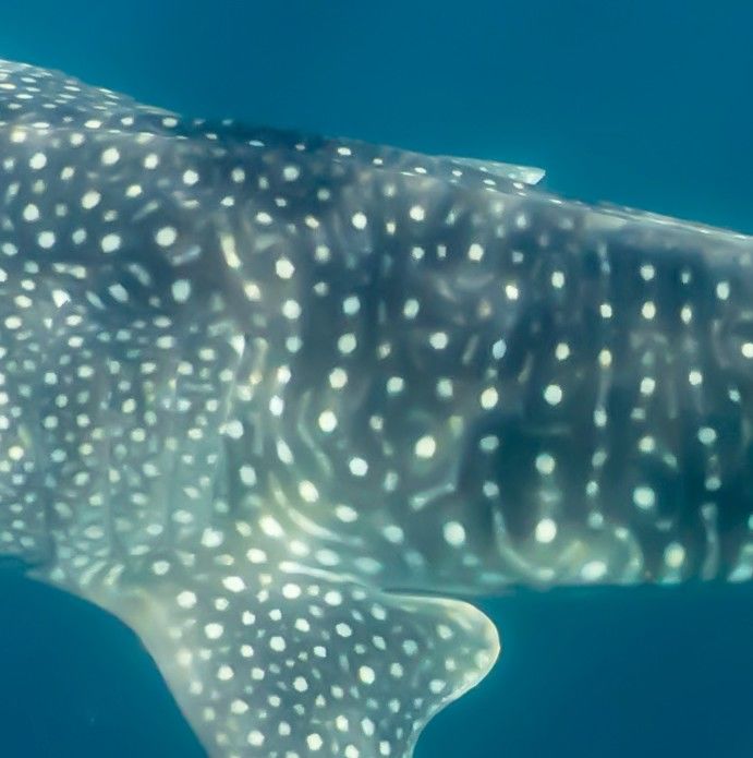 68b0d69e-a7dc-484b-ba1a-26650dc2c5ce