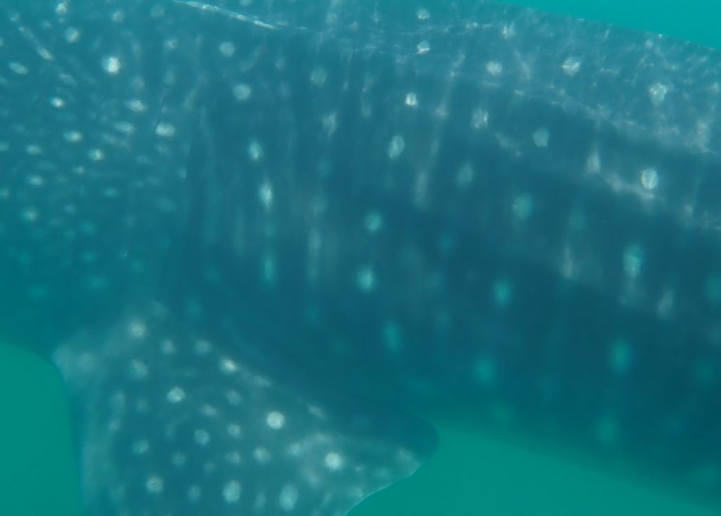 a7685401-d1da-4494-bb4f-e15537596925