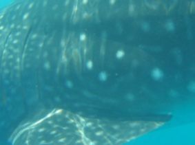 96e8c27e-a857-4fc1-b989-a8b59705ad59