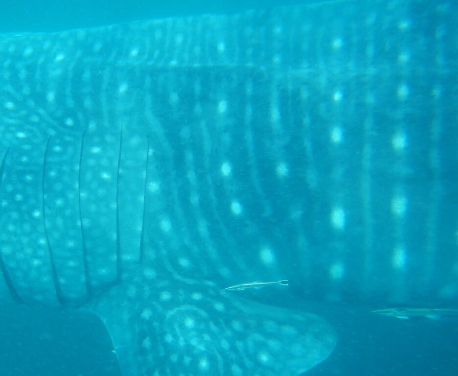 80a97ae4-f6f5-483a-9264-ced9a74da107