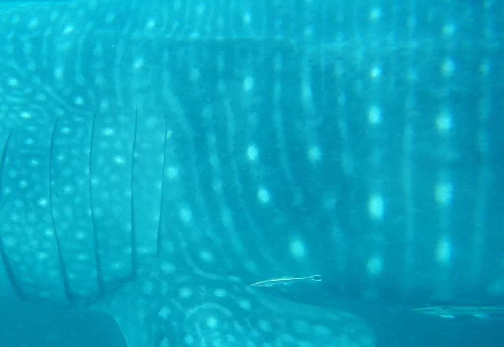 80a97ae4-f6f5-483a-9264-ced9a74da107