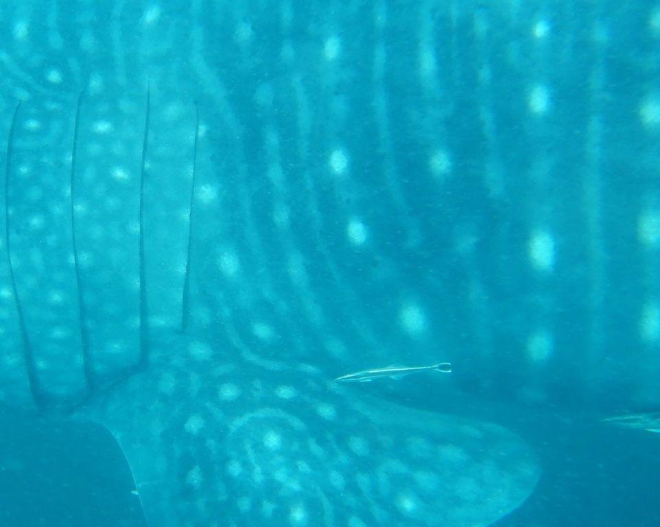 80a97ae4-f6f5-483a-9264-ced9a74da107