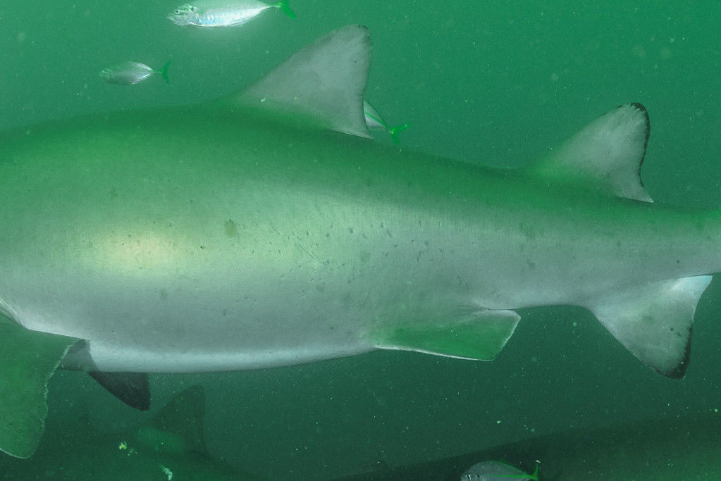 21049ef1-9dc4-4728-9c53-51c9547273e9