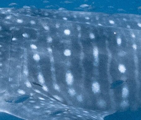 f242415a-7422-4903-b4da-12d2c315549d