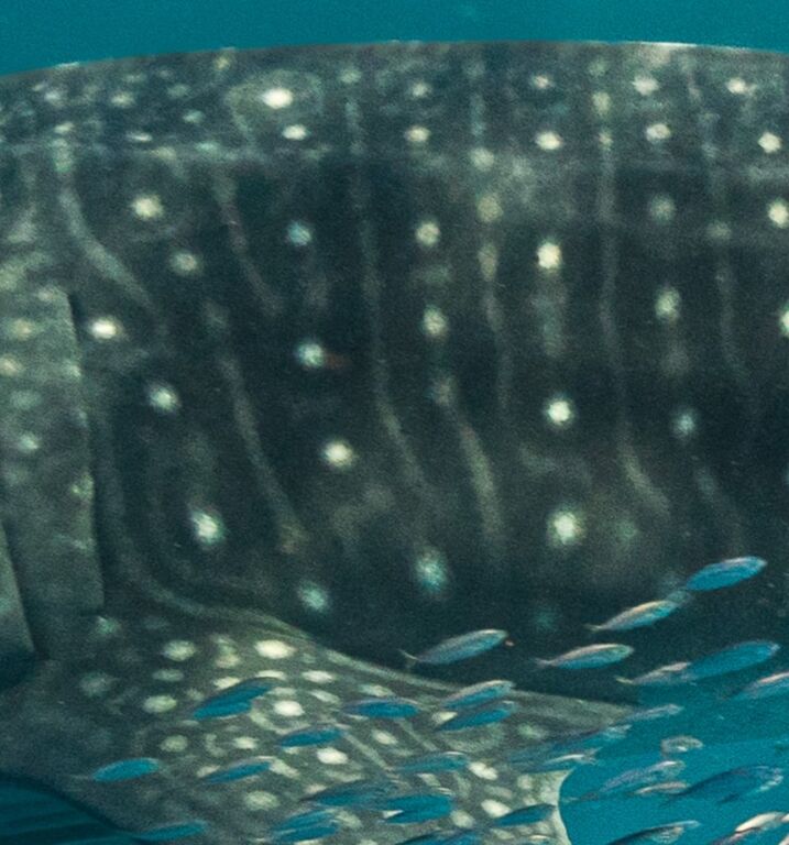 e125a2a5-c1ad-4d38-975f-782982be3730