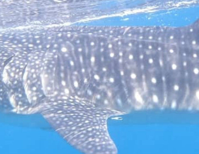 8949e1da-cf43-4d8a-a8c4-7ae925e8383d