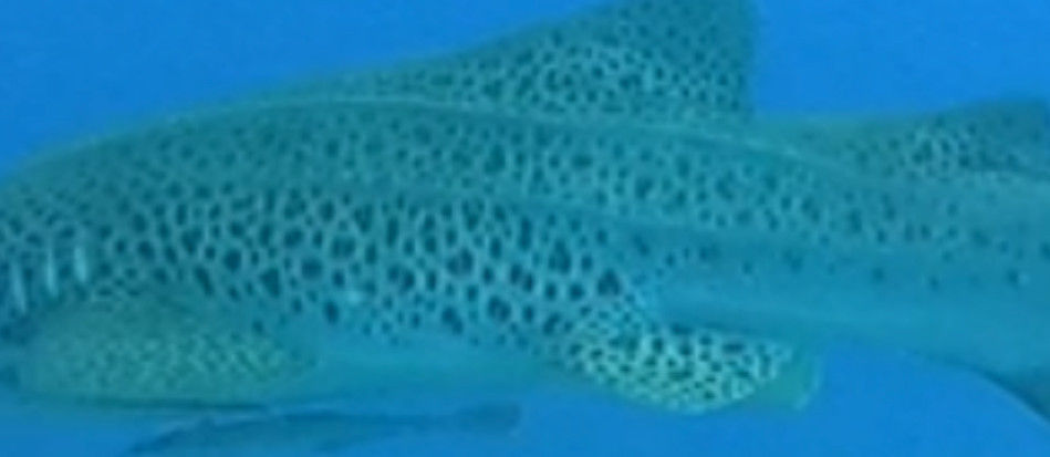 fc3334fe-ebaa-4db1-bf5b-467764eec63d