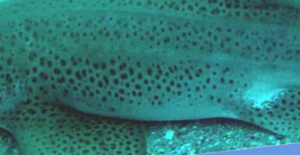 c2a1bbd1-4431-4b19-b511-0dfee1399901