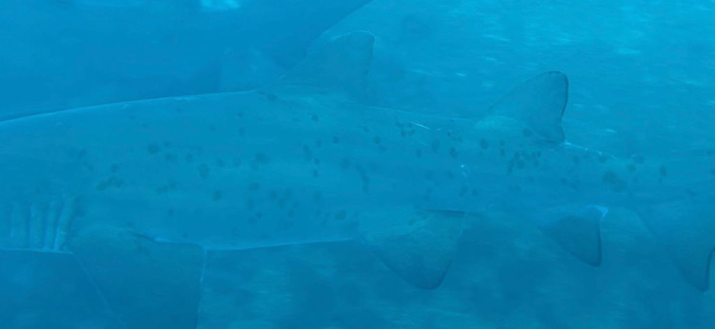 f8909bd7-f4dc-4c4a-8349-5309fbfbbe58