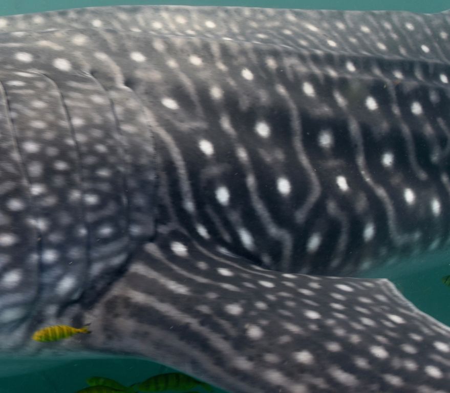 c2615aed-e54a-4ecf-8936-d654158f8dda