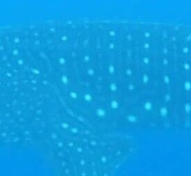 fc96feda-de19-4c30-9a27-58af62c505d0