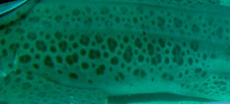 53ba0ee2-10b9-4c61-9e93-040332b31b1f