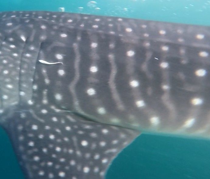 64313317-f7f2-4368-a0c1-f18d23a4a217