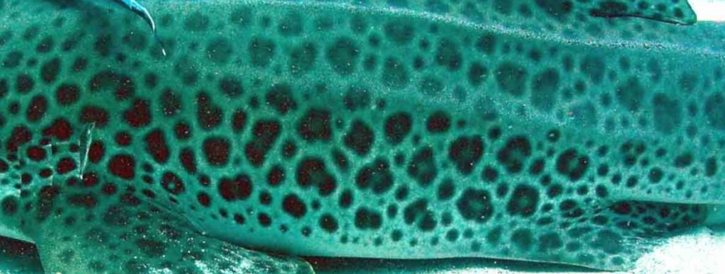 52b4624f-6769-4cd1-b8d3-09f71e94f7c5