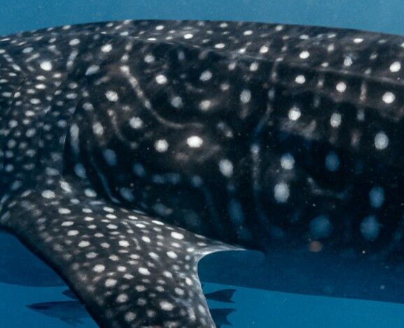 ebe49154-d88a-4bd3-88d1-e5b1e850fe58