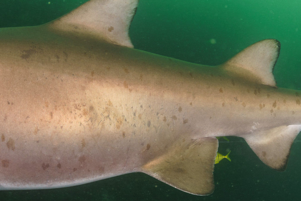 f0ddf070-e252-4f3a-a38b-d7da32e331dd