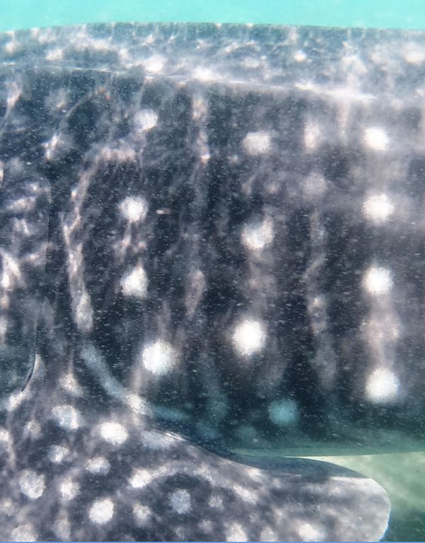 2de870af-c89c-42c4-916f-4c8d0ced7f82