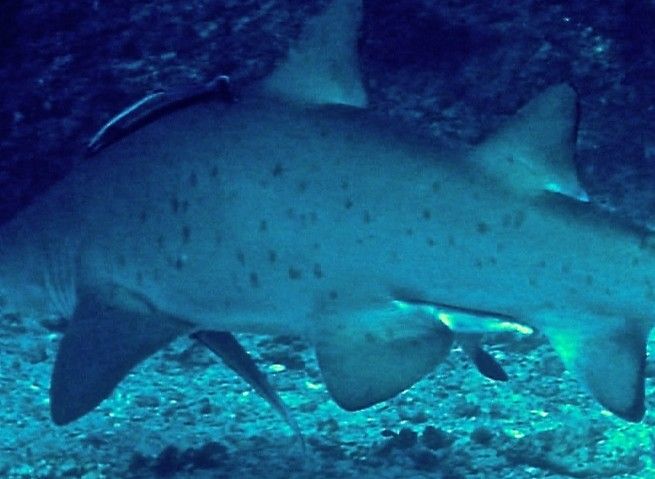 2045964e-dca3-4218-a9f0-a315bf5a2a55