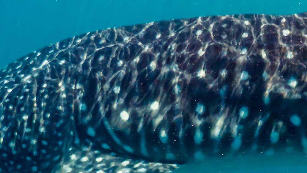 61ce9783-9291-47b4-955d-9c5513abe4a5