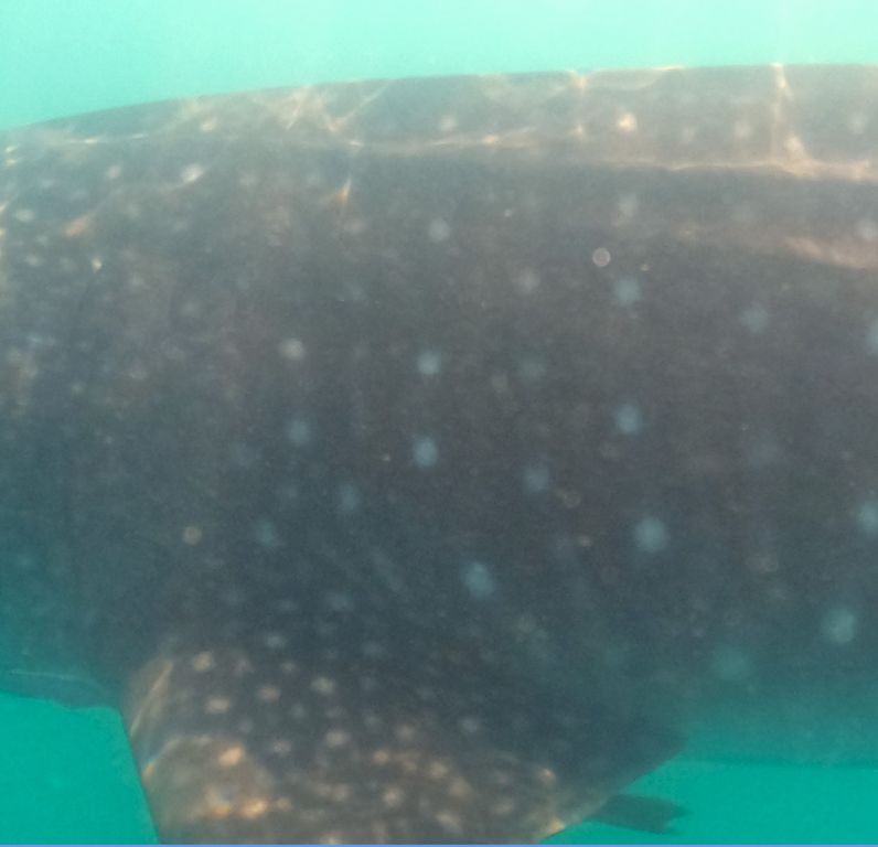 269c0a43-79e1-4959-a856-3370a5e1753f