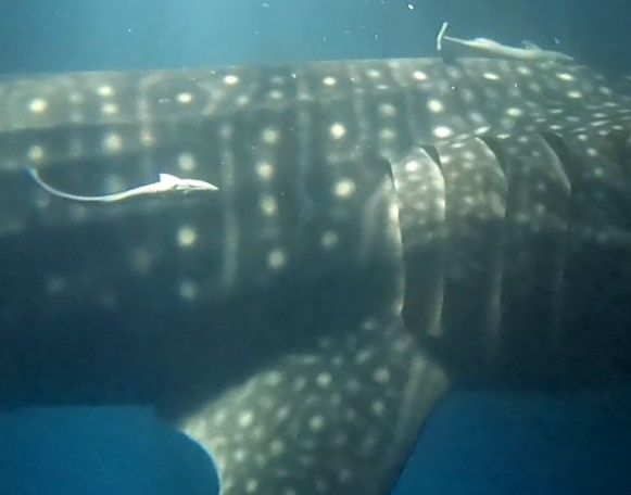 1366b1e3-191c-4dfb-a796-f6d56863c082