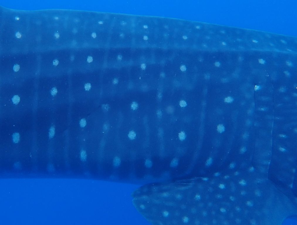 37499efd-8e64-46bd-9d1e-890d70f499e9