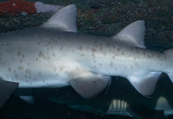 9c596d60-c2d6-42f8-860a-e165cff9884a