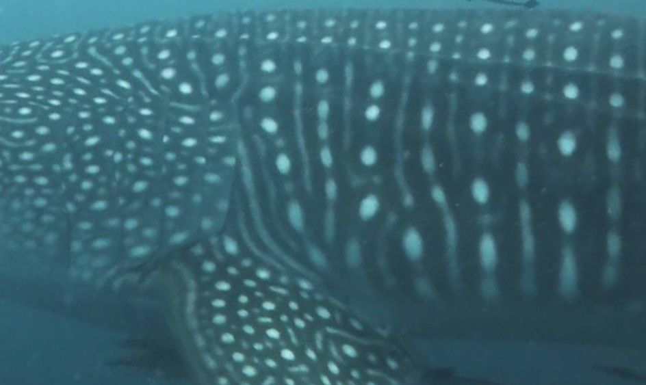 c875edce-6d87-4c32-84cb-c25152a7f20e