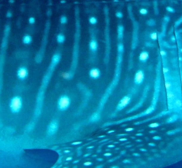 2de18a2d-2690-4c50-a677-632261e84057