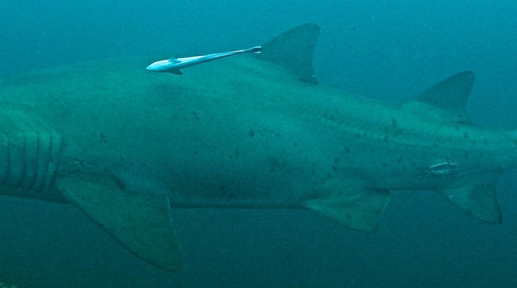 895482ca-a6c6-45c2-b1a0-06699ca1db2b