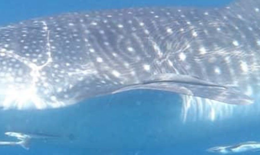 89ec42ab-b07f-496d-83d3-b49afc40f4b8