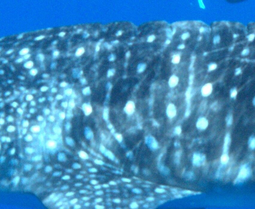 1f13d208-a7c4-4fae-8ab1-fdd9794de743