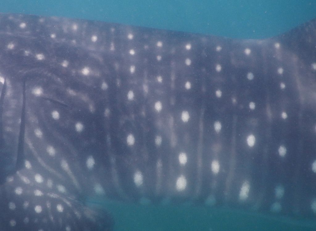 68dc9a27-a150-444f-a4f1-931c279ae351