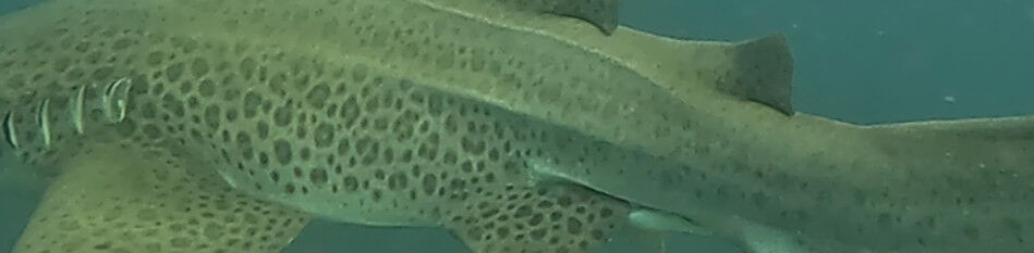 ceb7b860-cf33-46d0-9f9d-54d967501a35