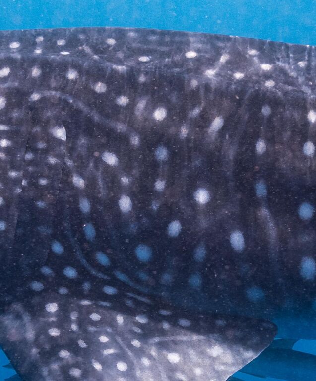 195c6e77-4af9-4267-8c79-3e525254440e