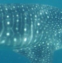 9f58cebe-81e7-49bc-9f2d-f1f8657e1305