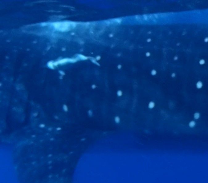 bfbf69ef-a850-479e-ba9c-37814cf284a6